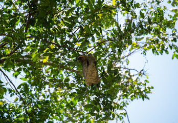 Sloth hanging from tree