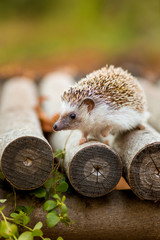 Hedgehog climbing over a log