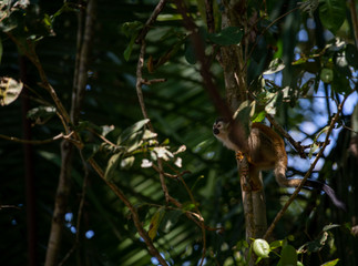 Squirrel monkey in shade on tree, looking across frame