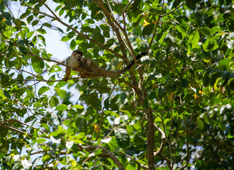 Squirrel monkey resting on tree branch