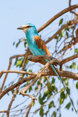 Abyssinian Roller in a tree in the remote Awash National Park in Ethiopia