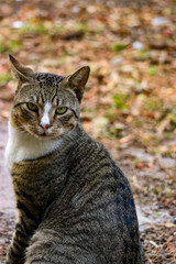 Moody Grey Tabby Cat Outside
