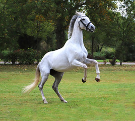 Naklejka na ściany i meble Warmblood grey racehorse mare jumps on the showground
