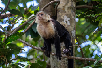 Capuchin monkey standing looking across frame