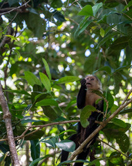 Capuchin monkey chewing on stick