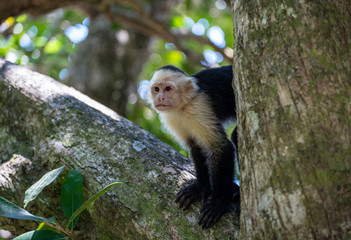 Capuchin monkey gazing away, close up