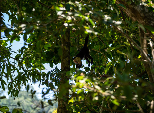 Capuchin Monkey Hanging By Tail
