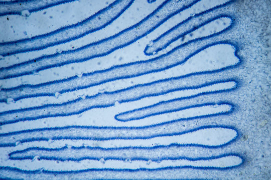 Microscopic image of mushroom (cross-section) 