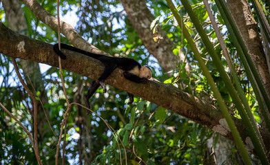 Capuchin monkey laying on tree branch