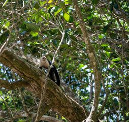 Capuchin monkey climbing
