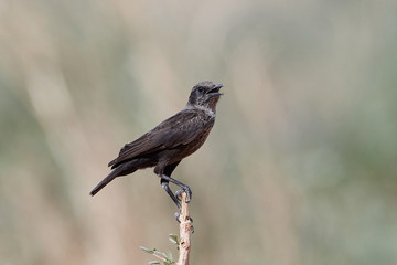 Northern anteater-chat (Myrmecocichla aethiops)
