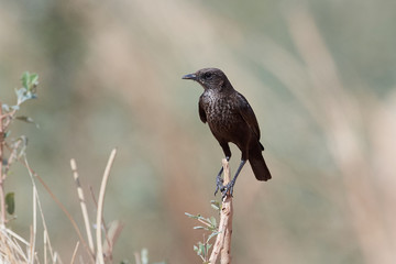 Northern anteater-chat (Myrmecocichla aethiops)