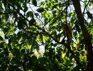 Squirrel monkey sitting in tree