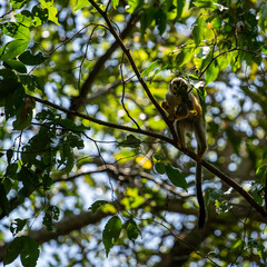 Obraz premium Squirrel monkey hiding in tree