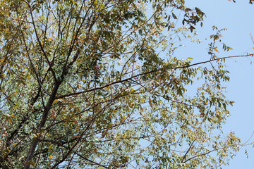 Tree branches. Blue sky