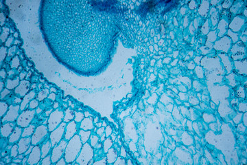Microscopic image of tomato flesh cross-section