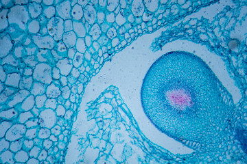 Microscopic image of tomato flesh cross-section