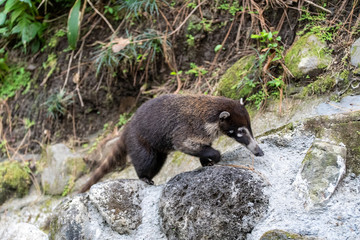 White-nosed coati, costa rica