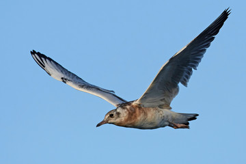 Black-headed gull (Chroicocephalus ridibundus)