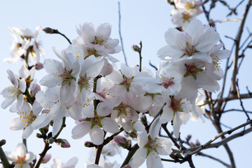 Flowers of the cherry blossoms on a spring day. Branch of a blossoming tree with beautiful white flowers.