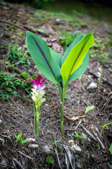 Fresh flower shoots