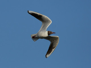 Black-headed gull (Chroicocephalus ridibundus)