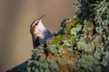 Treecreeper, Certhia familiaris, Peering Above A Branch Whilst Searching For Food In The Lichen. Taken at Stanpit Marsh UK