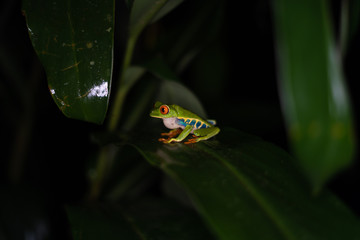 red-eyed tree frog sitting on leaf at night