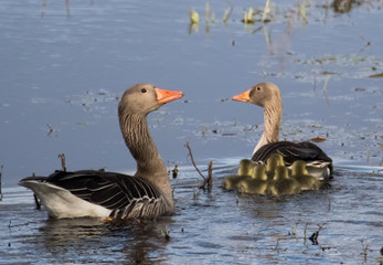 canada goose family © Mariusz