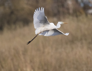 snowy egret in flight - obrazy, fototapety, plakaty