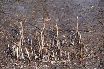 Someone has made this art piece with wood sticks. Around you can see dead leaves and water on the floor.