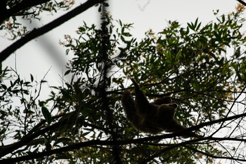 Sloth being blown away in tree