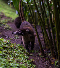 White-nosed coati, costa rica