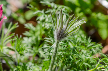 Close up shot of hairy closed flower head of pulsatilla vulgaris. Flower before blooming with closed bud.