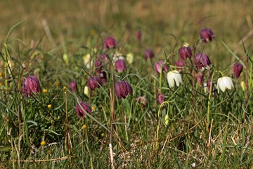 Violette und weiße Schachbrettblumen (Fritillaria meleagris)