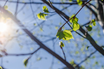 Close up shot of leaf emerging from bud on tree in spring with shallow depth of field. Concept of growth in nature.