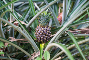 Wild pineapple growing