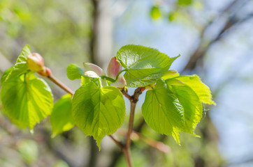 Close up shot of leaf emerging from bud on tree in spring with shallow depth of field. Concept of growth in nature.