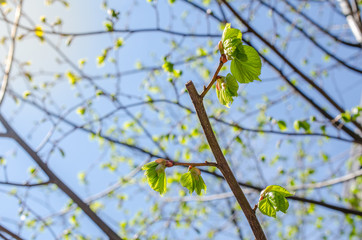 Close up shot of leaf emerging from bud on tree in spring with shallow depth of field. Concept of growth in nature.