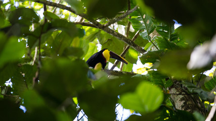 black mandibled toucan in trees