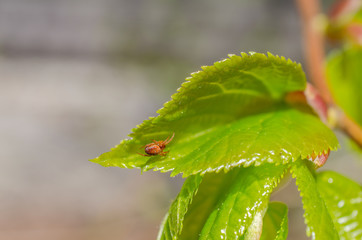 Close up shot of small spider on a fresh leaf on a tree in spring time.