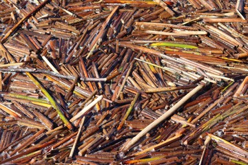 Dry pieces of cattail (Scirpus) on the water. Selective focus © Alex 