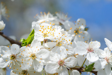 Flowering branch of fruit tree. Cherry blossomed in the spring.