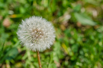 Close up shot of fluffy blowball of dandelion flower on green meadow. Light seeds on flower ready to fly away.