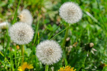 Close up shot of fluffy blowball of dandelion flower on green meadow. Light seeds on flower ready to fly away.
