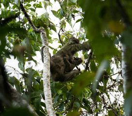 Sloth and baby sloth climbing through trees, from below