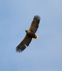 Naklejka na ściany i meble eagle in flight