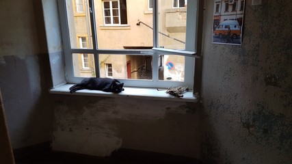 Fototapeta na wymiar black cat window