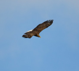 Obraz na płótnie Canvas eagle in flight