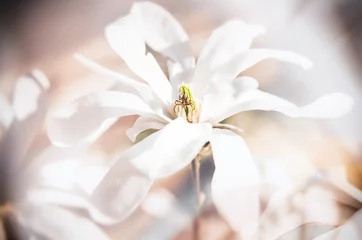 Fototapeten Magnolie magnolia i pająk  © daria